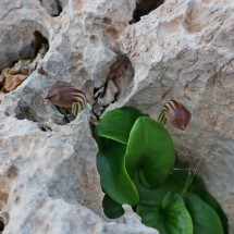 Flowers in rocks (seen close to Cabo San Antonio)